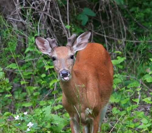 White-tailed Deer