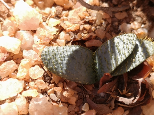 Brunsvigia namaquana