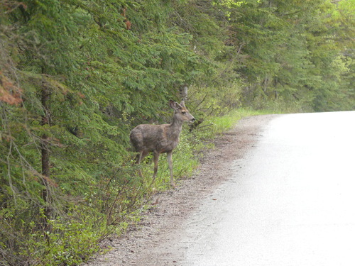Mule Deer observed by felixeckley