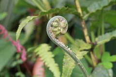 Microlepia