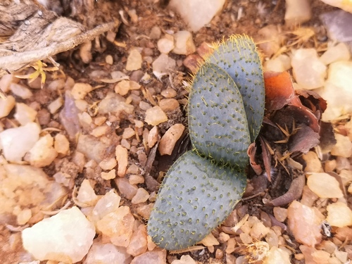 Brunsvigia namaquana