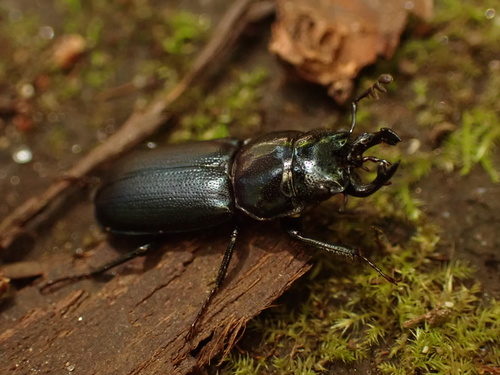 Oregon Stag Beetle photo 3