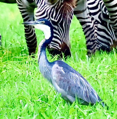 iNaturalist image