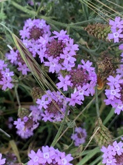 Glandularia lilacina
