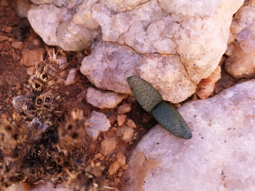 Brunsvigia namaquana