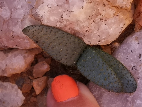 Brunsvigia namaquana