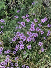 Glandularia lilacina