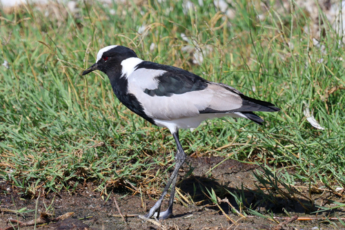 iNaturalist: (c) wannaroam, some rights reserved (CC BY-NC) iNaturalist image