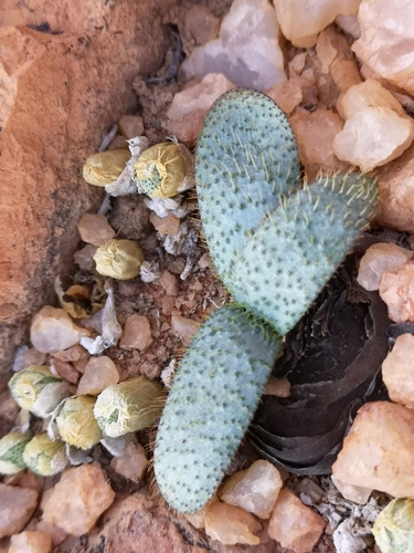 Brunsvigia namaquana