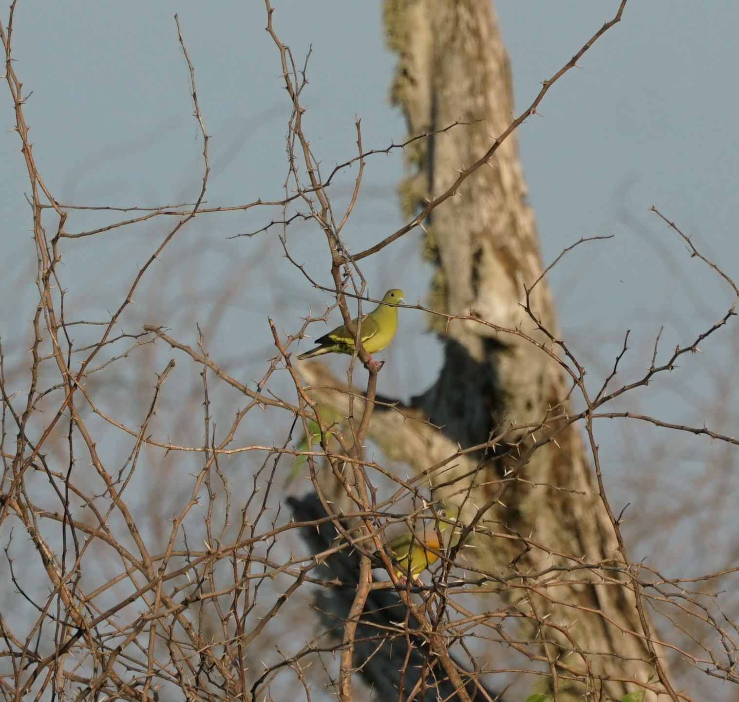 Orange-breasted Green Pigeon (Treron bicinctus), photo 6