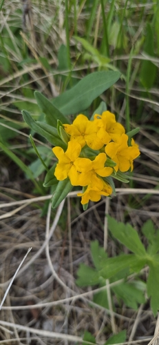 hoary puccoon