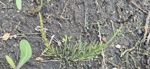 field horsetail