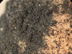 Placynthium asperellum