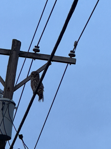 Barred Owl observed by apennydown