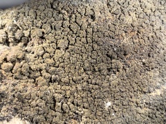 Placynthium asperellum