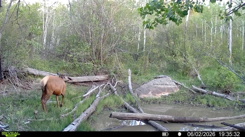 Elk observed by gwilliamsonttu