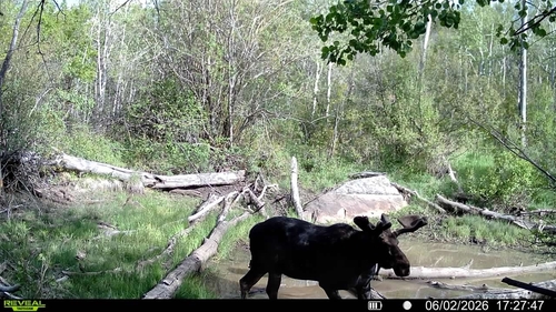 Moose observed by gwilliamsonttu