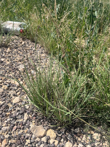 sideoats grama