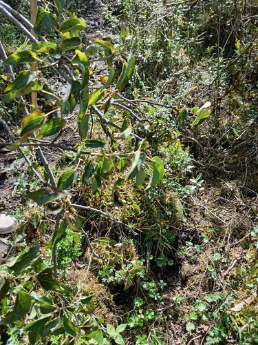 Vallea stipularis observed 2026-06-02