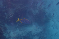 Flavocaranx bajad