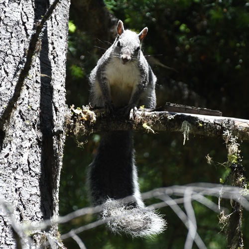 Western Gray Squirrel observed by kristinaweis