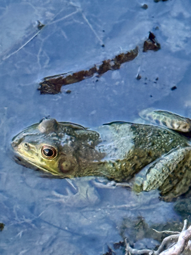Green Frog observed by herpking