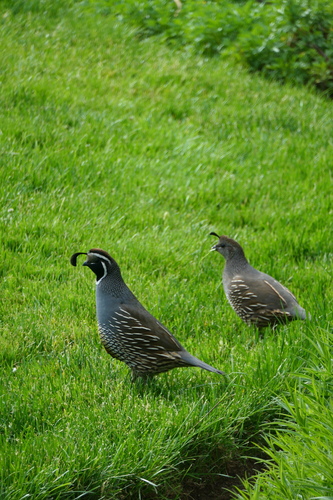 California Quail observed by lyyfy