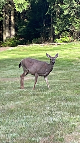 Mule Deer observed by clubpenguinhax