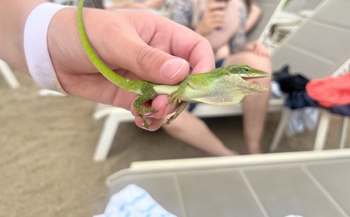Green Anole observed by lachesislover