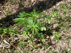 Helleborus viridis viridis