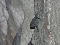 Taphozous melanopogon