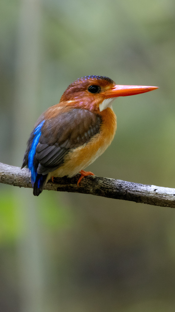 Sulawesi Dwarf Kingfisher
