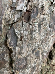 Formica polyctena × rufa