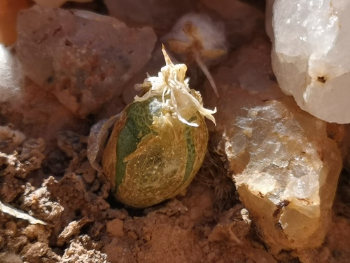 Conophytum smorenskaduense