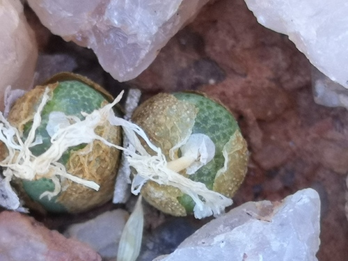 Conophytum smorenskaduense