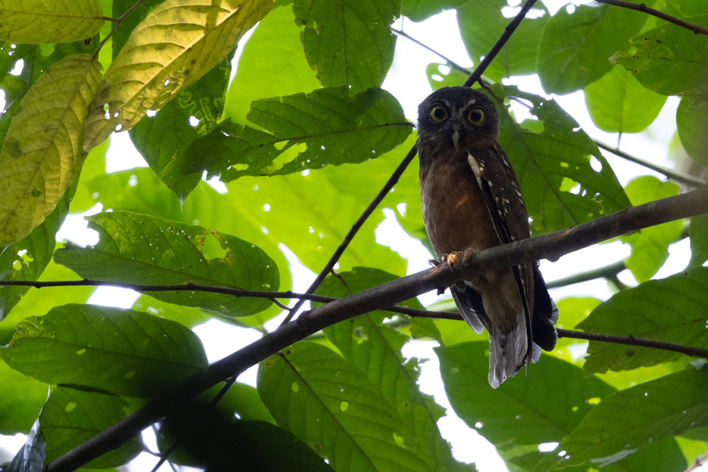 Pungguk oker (Ninox ochracea)