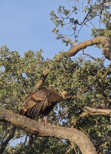 Wild Turkey observed by axarus