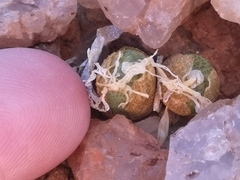 Conophytum smorenskaduense