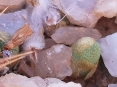 Conophytum smorenskaduense