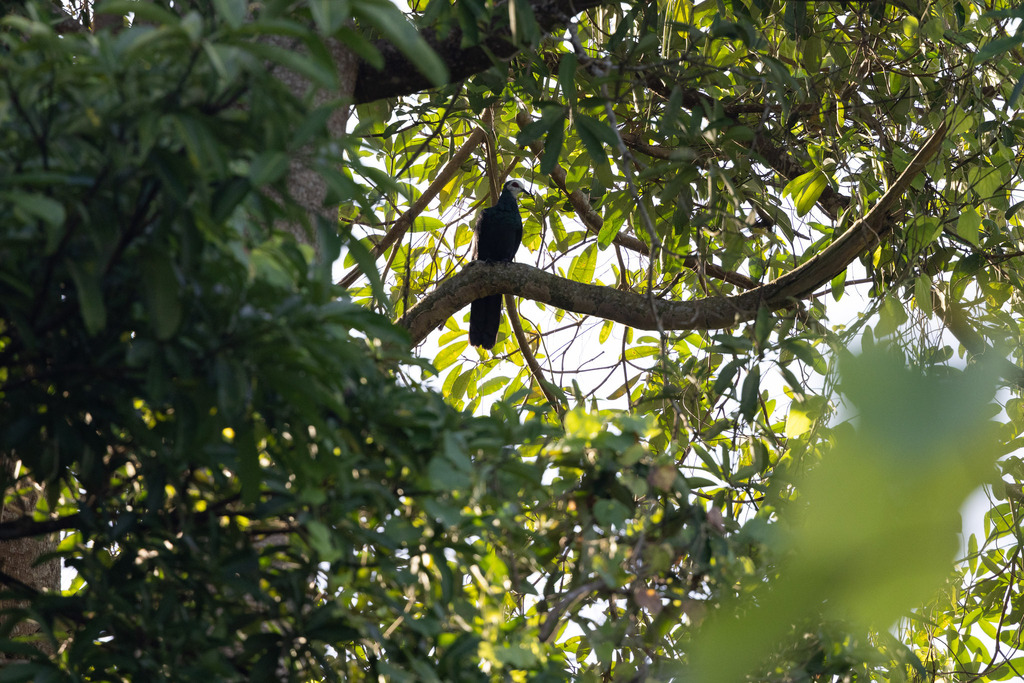 Merpati-hitam sulawesi (Turacoena manadensis)