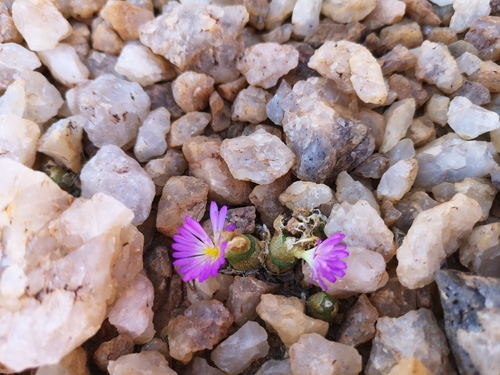 Conophytum smorenskaduense