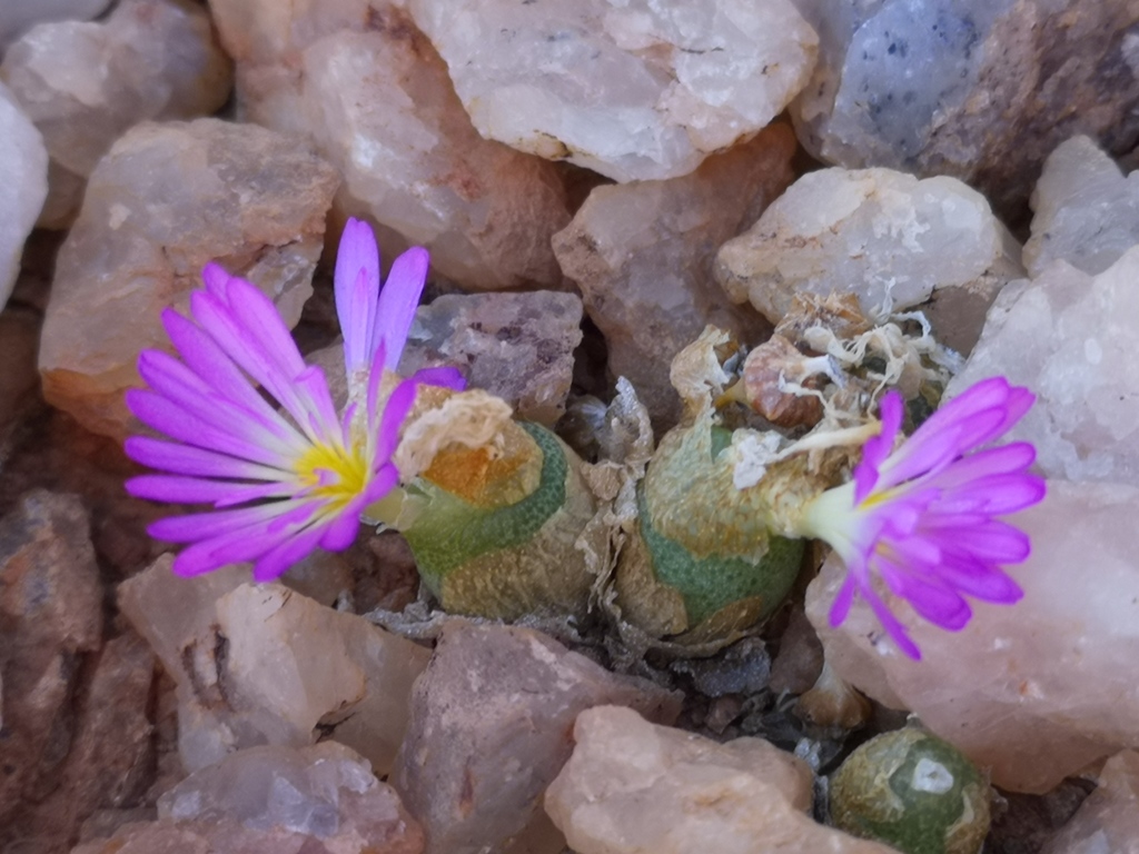 Conophytum smorenskaduense, Namakwa, ZA-NC, ZA