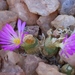 Conophytum smorenskaduense - Photo (c) leandra-k_89, some rights reserved (CC BY-SA), uploaded by leandra-k_89