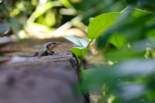 Eutropis multifasciata
