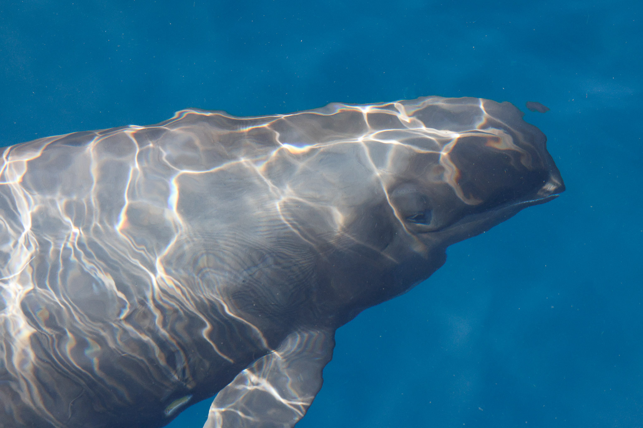 Peponocephala electra