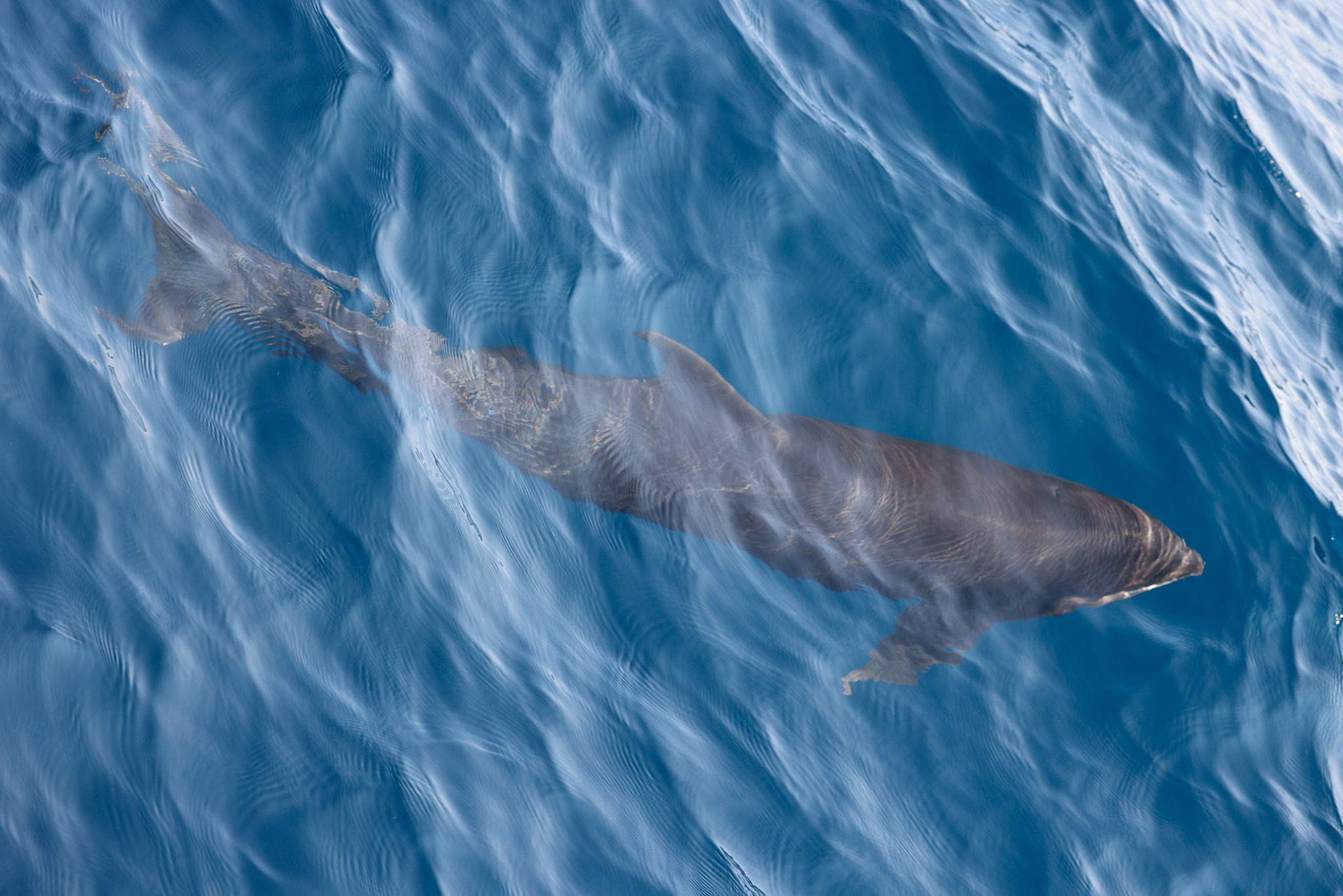 Peponocephala electra