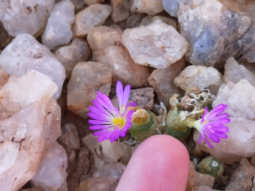 Conophytum smorenskaduense