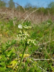 Anthriscus sylvestris