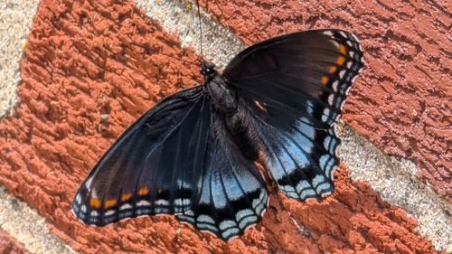 Red-spotted Purple