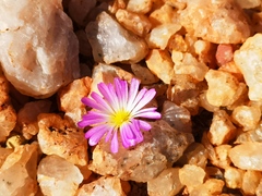 Conophytum smorenskaduense